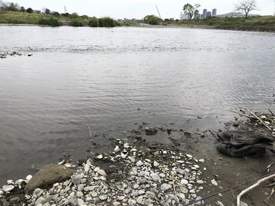 スモールマウス・マルタウグイ 多摩川中流域 実釣レポート　2019年4月2日