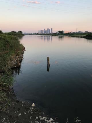 スモールマウス シーバス多摩川中流域 実釣レポート　2020年8月15日
